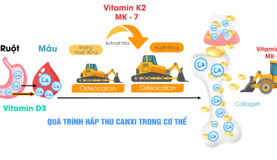 Quá trình hấp thu canxi trong cơ thể