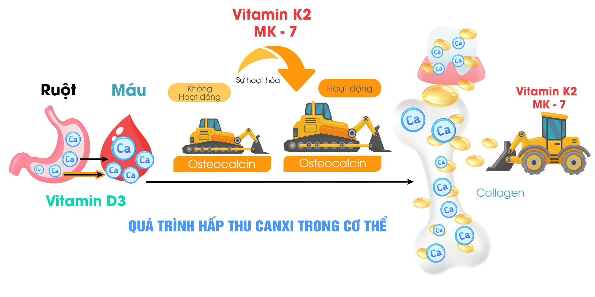 Quá trình hấp thu canxi trong cơ thể